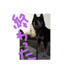 鬱犬スタンプ（個別スタンプ：20）
