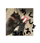 鬱犬スタンプ（個別スタンプ：21）