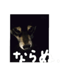 鬱犬スタンプ（個別スタンプ：24）