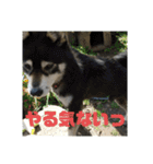 鬱犬スタンプ（個別スタンプ：29）