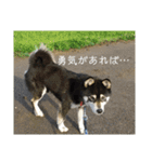 鬱犬スタンプ（個別スタンプ：33）