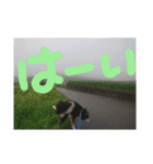 鬱犬スタンプ（個別スタンプ：39）