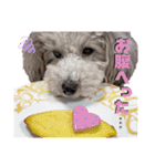 私はメルシー！3（個別スタンプ：14）