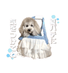 私はメルシー！3（個別スタンプ：21）