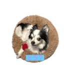 愛犬 チワワ（個別スタンプ：1）
