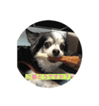 愛犬 チワワ（個別スタンプ：3）