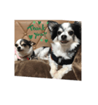 愛犬 チワワ（個別スタンプ：4）