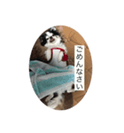 愛犬 チワワ（個別スタンプ：5）