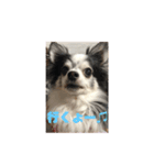 愛犬 チワワ（個別スタンプ：6）