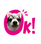 愛犬 チワワ（個別スタンプ：7）