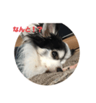 愛犬 チワワ（個別スタンプ：8）