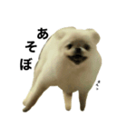 わたがしじゃないよざらめだよ（個別スタンプ：3）