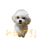 みるくスタンプ！！！（個別スタンプ：1）