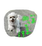 みるくスタンプ！！！（個別スタンプ：9）