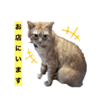 デップとチャー（個別スタンプ：23）