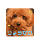 神咲Family（個別スタンプ：19）