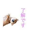 あんず 1（個別スタンプ：3）