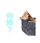 あんず 1（個別スタンプ：4）