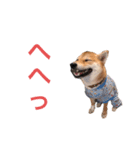 あんず 1（個別スタンプ：6）