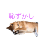 あんず 1（個別スタンプ：7）