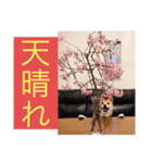 あんず 1（個別スタンプ：8）
