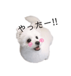 犬のくぅちゃんのスタンプ（個別スタンプ：1）
