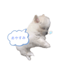 犬のくぅちゃんのスタンプ（個別スタンプ：3）
