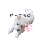 犬のくぅちゃんのスタンプ（個別スタンプ：5）