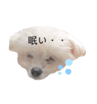 犬のくぅちゃんのスタンプ（個別スタンプ：6）