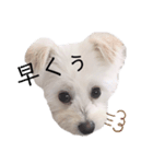 犬のくぅちゃんのスタンプ（個別スタンプ：7）