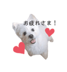 犬のくぅちゃんのスタンプ（個別スタンプ：8）