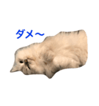 チンチラとスコティッシュ（個別スタンプ：7）