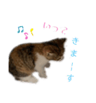 立ち耳スコティッシュ「マリー」（個別スタンプ：12）