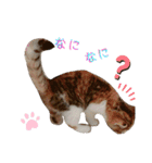 立ち耳スコティッシュ「マリー」（個別スタンプ：24）