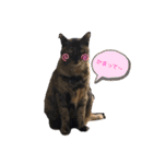 幸せな猫ども（個別スタンプ：6）