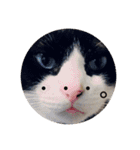 幸せな猫ども（個別スタンプ：7）