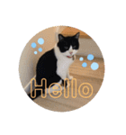 幸せな猫ども（個別スタンプ：8）