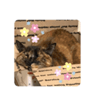 幸せな猫ども（個別スタンプ：9）