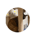幸せな猫ども（個別スタンプ：11）