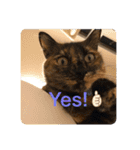 幸せな猫ども（個別スタンプ：13）