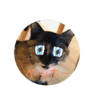 幸せな猫ども（個別スタンプ：17）