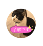 幸せな猫ども（個別スタンプ：18）