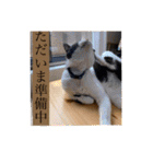 幸せな猫ども（個別スタンプ：20）