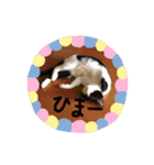 幸せな猫ども（個別スタンプ：21）