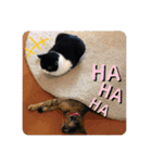 幸せな猫ども（個別スタンプ：24）