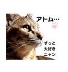 我が家の愛猫⑥（個別スタンプ：1）