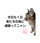 我が家の愛猫⑥（個別スタンプ：2）