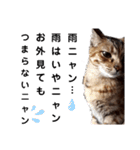 我が家の愛猫⑥（個別スタンプ：3）