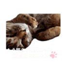 我が家の愛猫⑥（個別スタンプ：4）