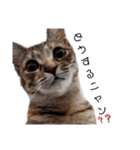 我が家の愛猫⑥（個別スタンプ：6）
